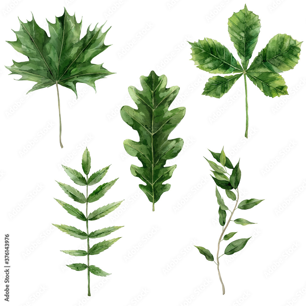 Green leaves of different trees. Oak, maple and chestnut leaves. Watercolour hand drawn Illustration isolated on white background. Green leaves of different trees. Oak, maple and chestnut leaves. Watercolour hand drawn Illustration isolated on white background.