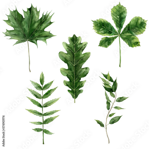 Green leaves of different trees. Oak, maple and chestnut leaves. Watercolour hand drawn Illustration isolated on white background.