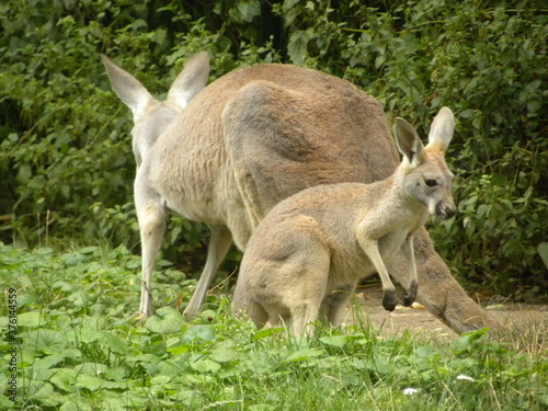 kangury photo