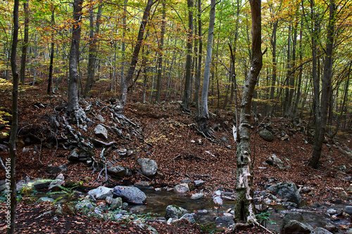 Autumn forest with leaves on the ground, and small river