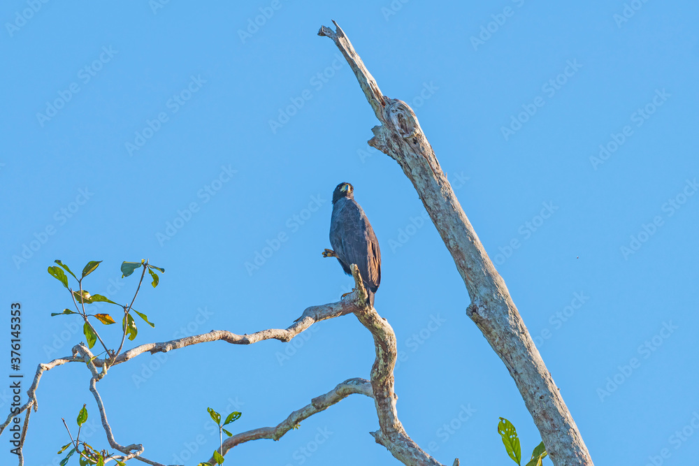 Great Black Hawk Perched in a Dead Tree Great Black Hawk Perched in a Dead Tree