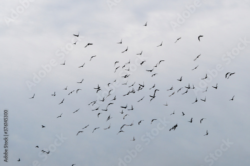 flock of doves in the sky, large, different position of the wings, murmuring birds