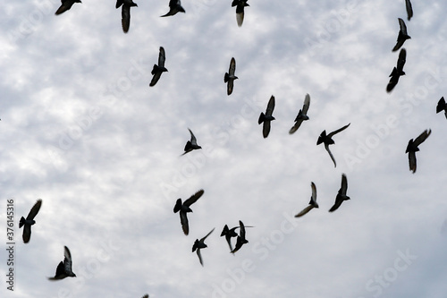 flock of doves in the sky, large, different position of the wings 