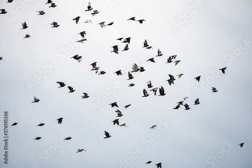 a huge flock of doves in the sky, a bird's murmur. gray cloudy cloudy sky in autumn
