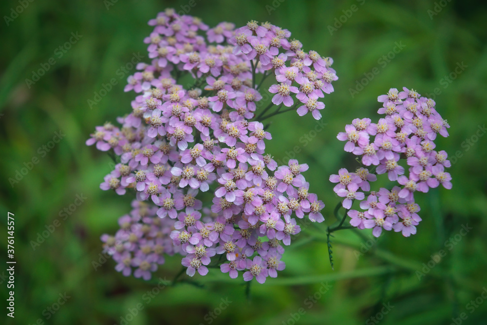 Achillea millefolium, known commonly as yarrow. Wildflower. Achillea millefolium, known commonly as yarrow. Wildflower.