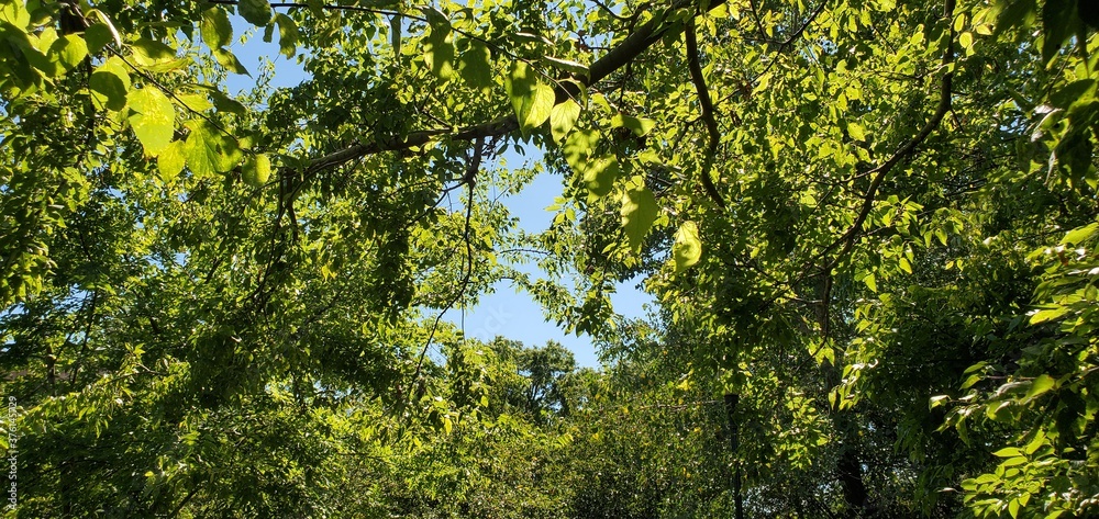Fototapeta premium green tree branches