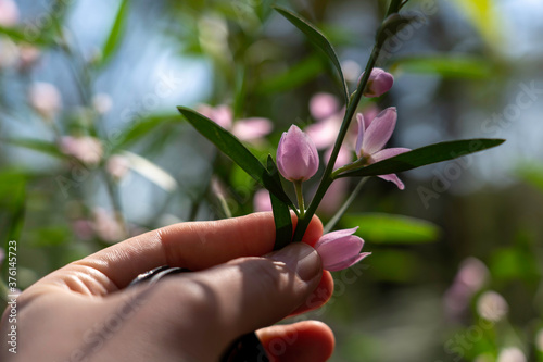 Woman picking pink flowers in a meadow in spring. Point of view shot. 