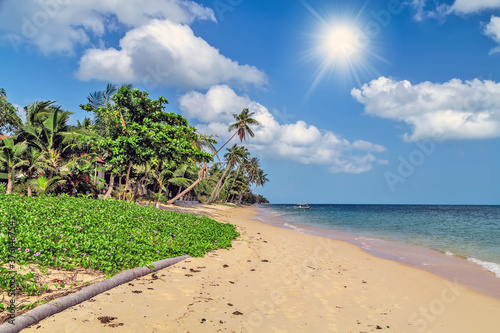 Summer time sea beach coconut tree