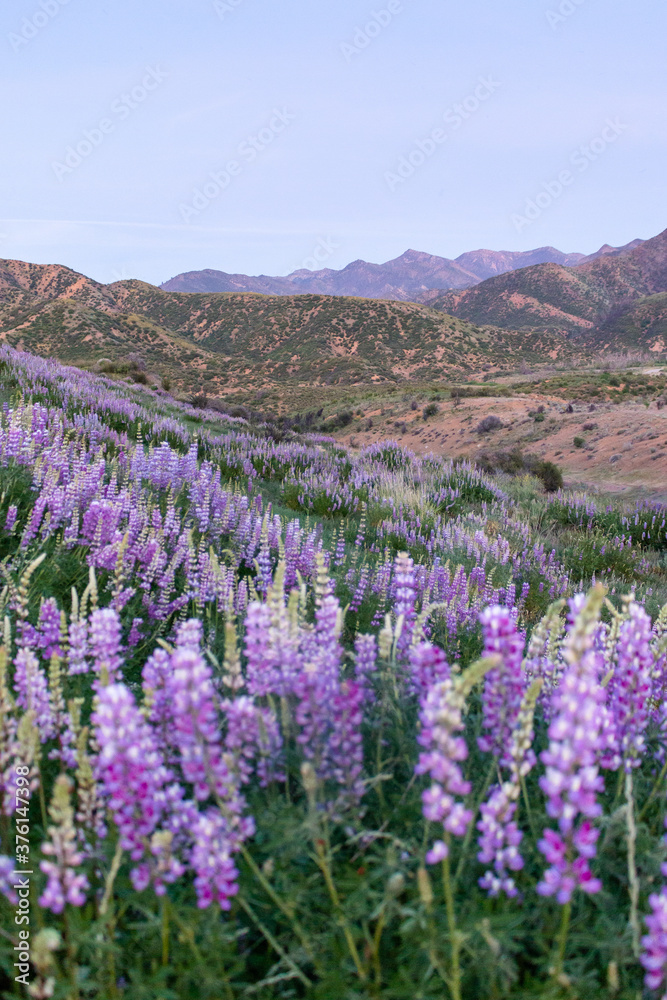 Hill of Lupine in Los Padres National Forest in Spring