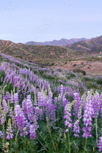 Hill of Lupine in Los Padres National Forest in Spring