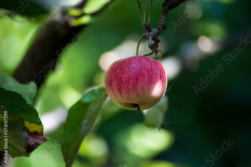 Closeup of red apple on the branch on apple tree in the garden