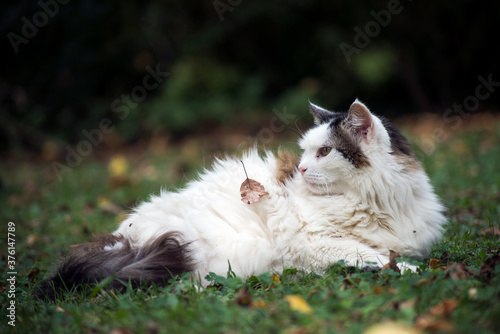 Portrait of Long hair cat lying in a garden © pixarno