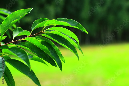 Zielone liście na tle trawy i starego lasu