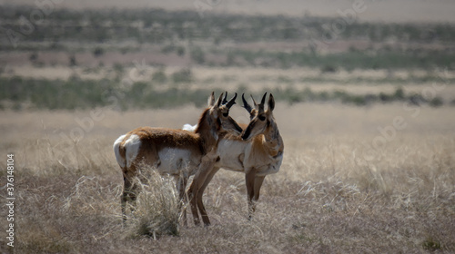 deer in the field