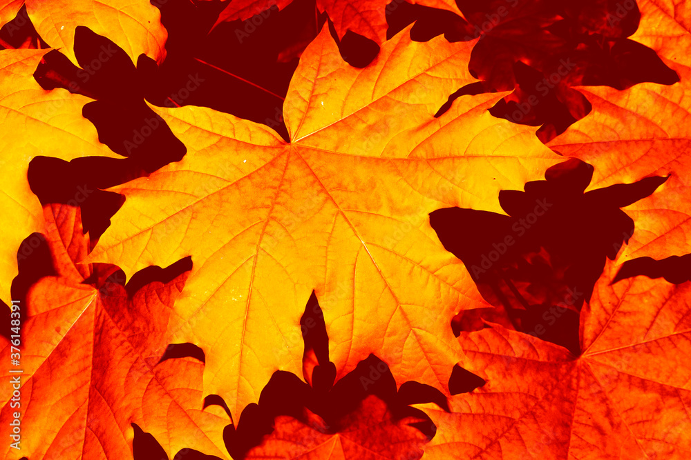 Fototapeta premium autumn landscape with bright colorful foliage. Indian summer.