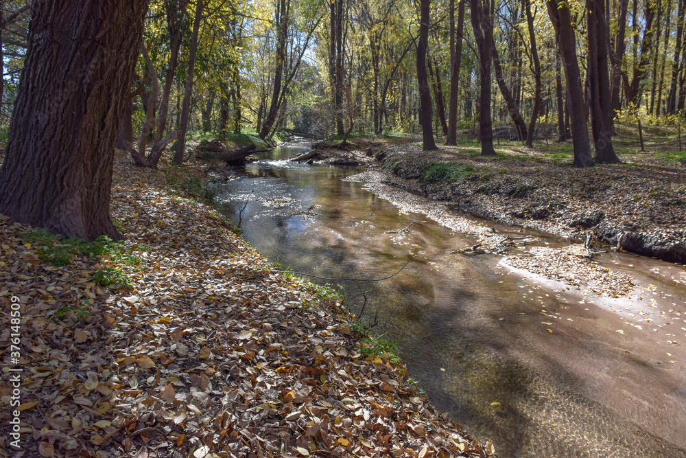 river in the forest river in the forest
