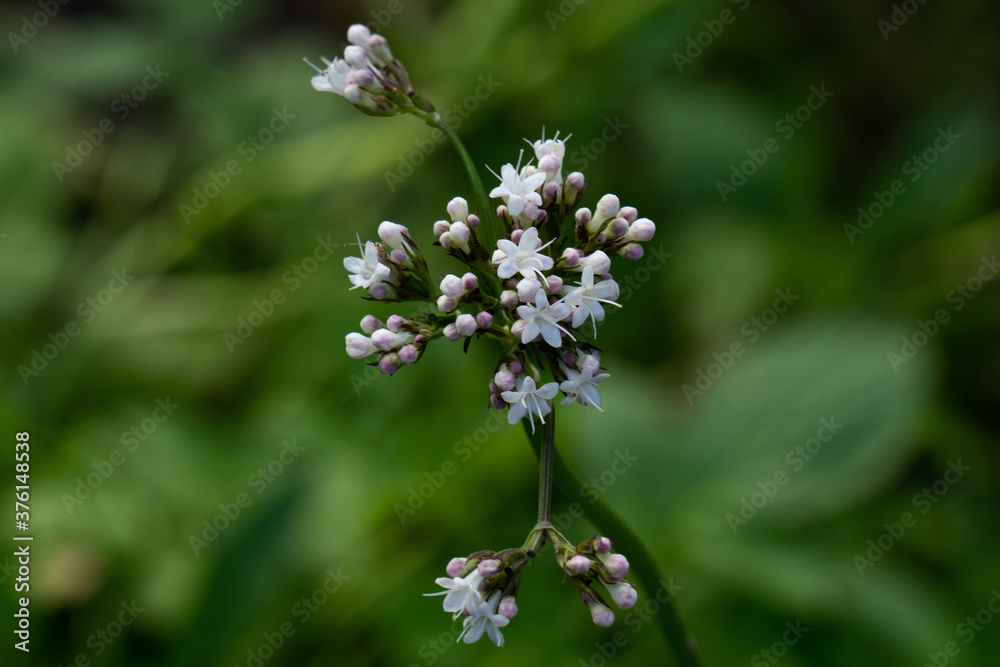 Sitka Valerian, at Cavell Meadows trail, Jasper National Park, Alberta, Canada Sitka Valerian, at Cavell Meadows trail, Jasper National Park, Alberta, Canada