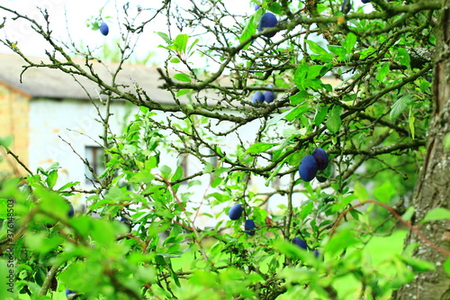 Niebieskie śliwki na drzewie z liściami na polskiej wsi