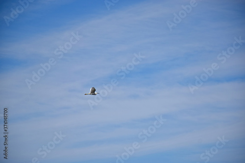 seagull on blue sky