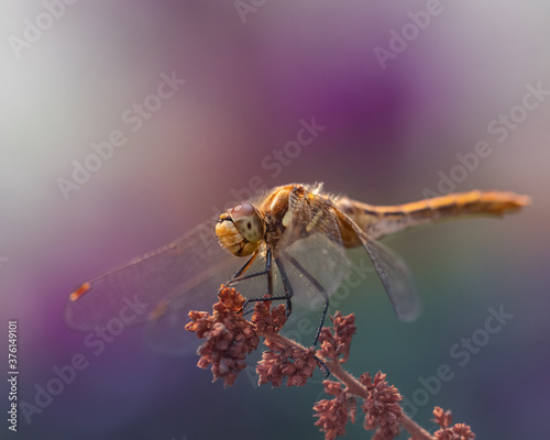 beautiful orange dragonfly on a branch with purple bokeh background © Backyard Graphics