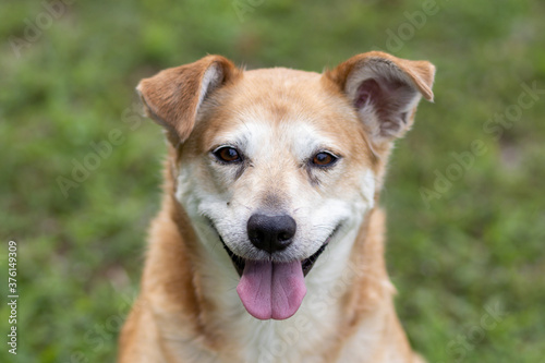 Smiling happy Dog © Kania
