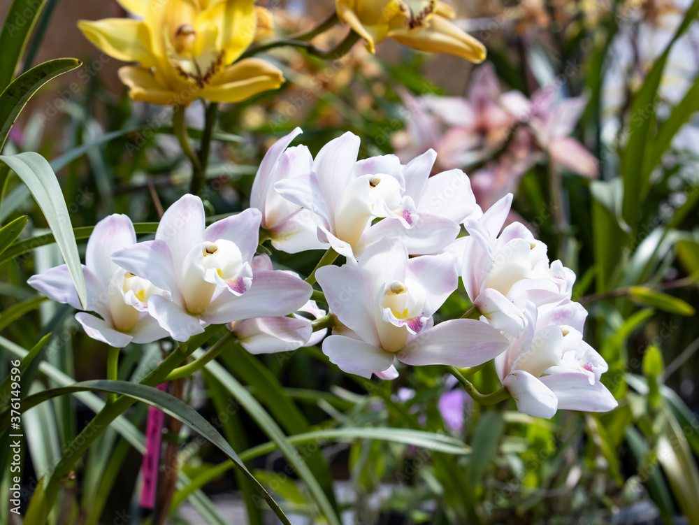 Obraz premium white and yellow flowers