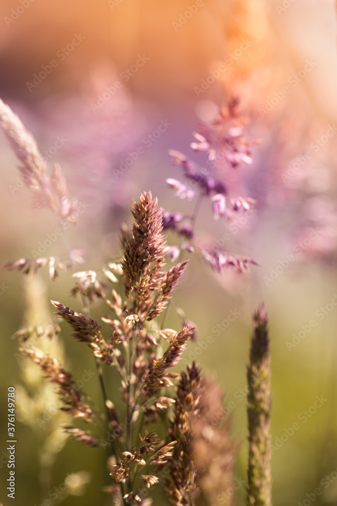 Obraz premium vibrant purple sunset light on field grass