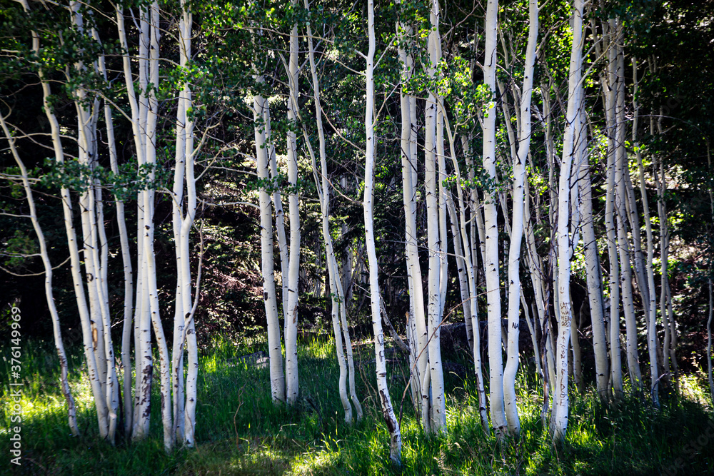 Aspen grove in forest area Aspen grove in forest area