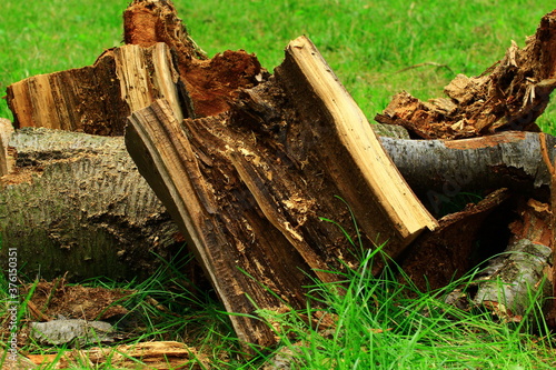 Przegniły kawałek drewna leżący wraz z innymi na zielone trawie po wycince na polskiej wsi
