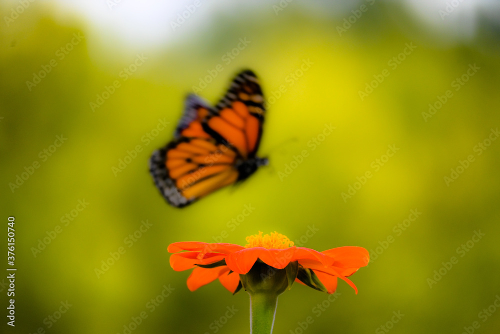 Fototapeta premium butterfly on flower
