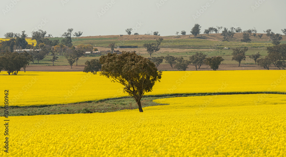 A field of flowering canola, rapeseed in rural New South Wales, Australia.