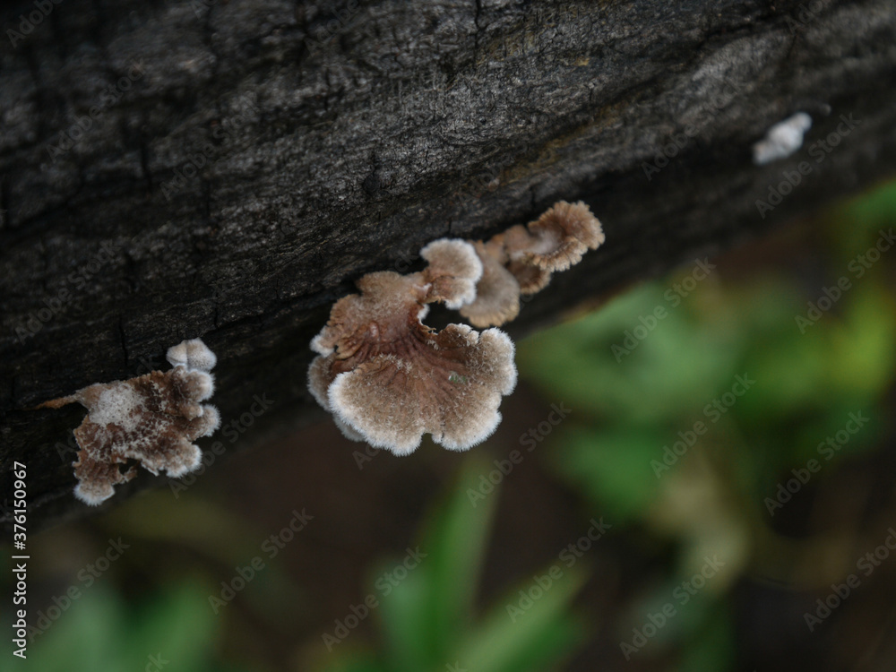 Hongos / Textura de árbol / Tronco / Wallpaper / Fondo de pantalla