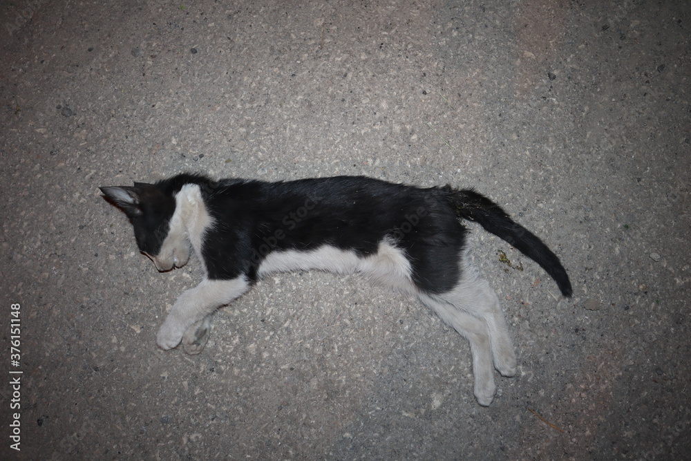 Dead kitten
A cat was killed on the road by a car Dead kitten
A cat was killed on the road by a car