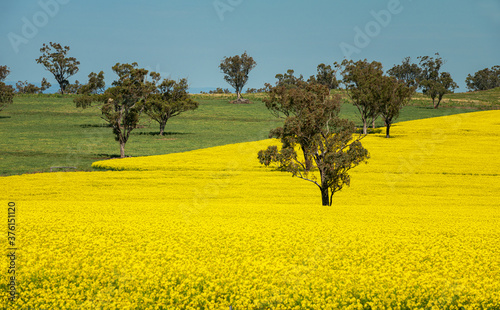 A field of flowering canola, rapeseed in rural New South Wales, Australia.