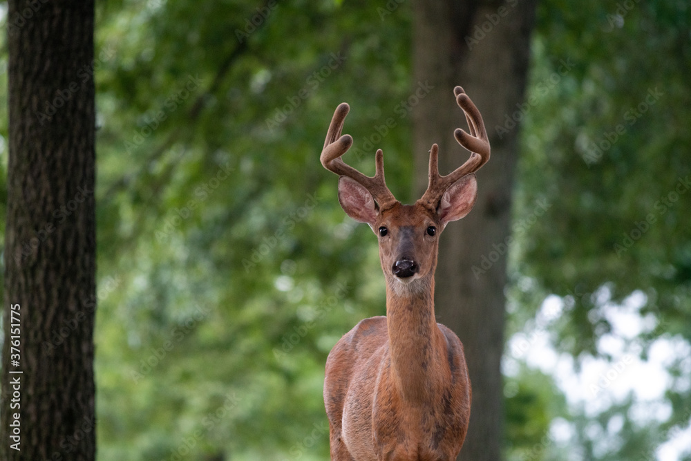 Fototapeta premium Large white-tailed deer buck in a meadow