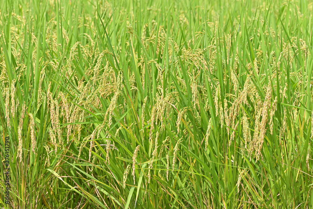 rice field in Japan rice field in Japan