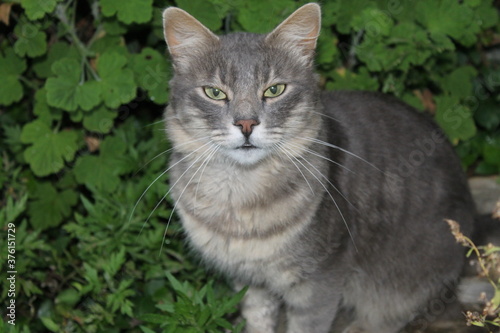 Wallpaper Mural Gatito Torontodigital.ca