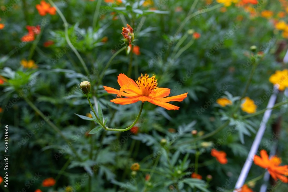 orange flowers in the garden orange flowers in the garden