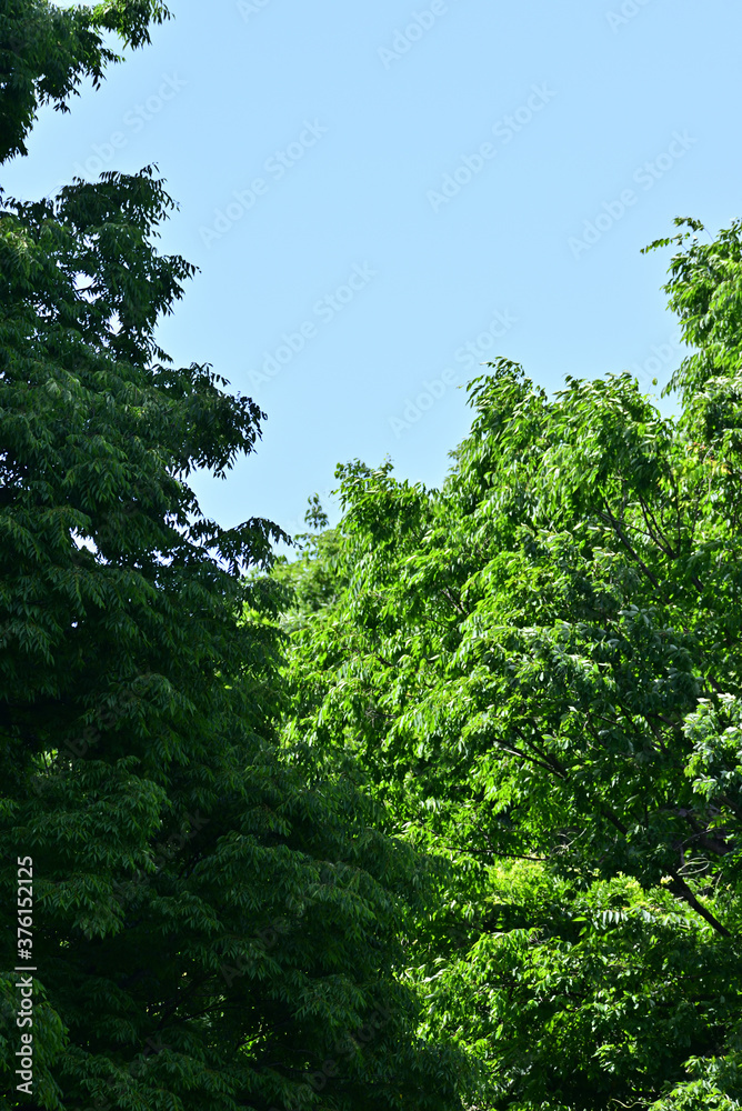 trees in the forest