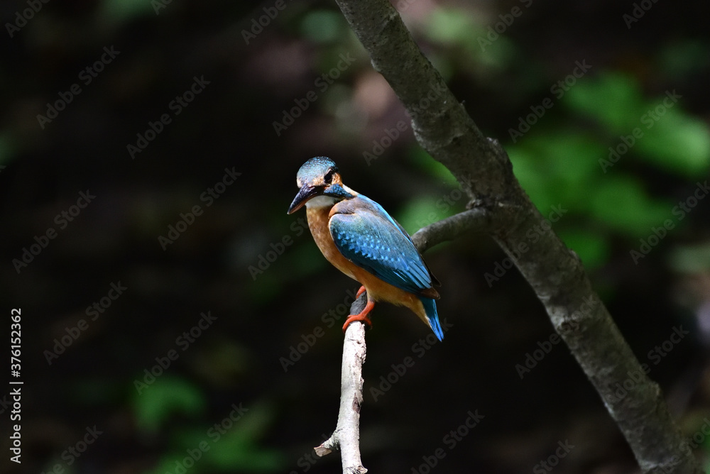 Fototapeta premium kingfisher on a branch