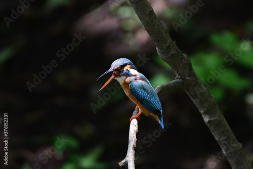Kingfisher to spit out pellet