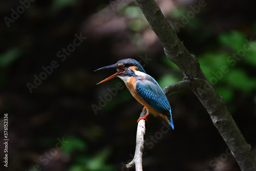 Kingfisher to spit out pellet