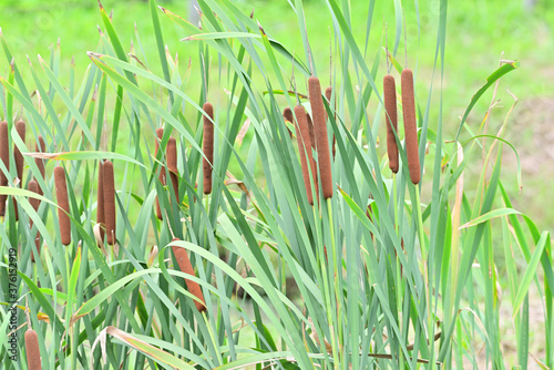 cattail in Japan