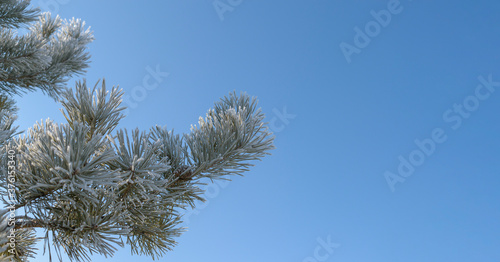 The green branch of the pine is covered with frost. Background - blue sky. Concept - the holiday of Christmas, New Year. Selective focus.