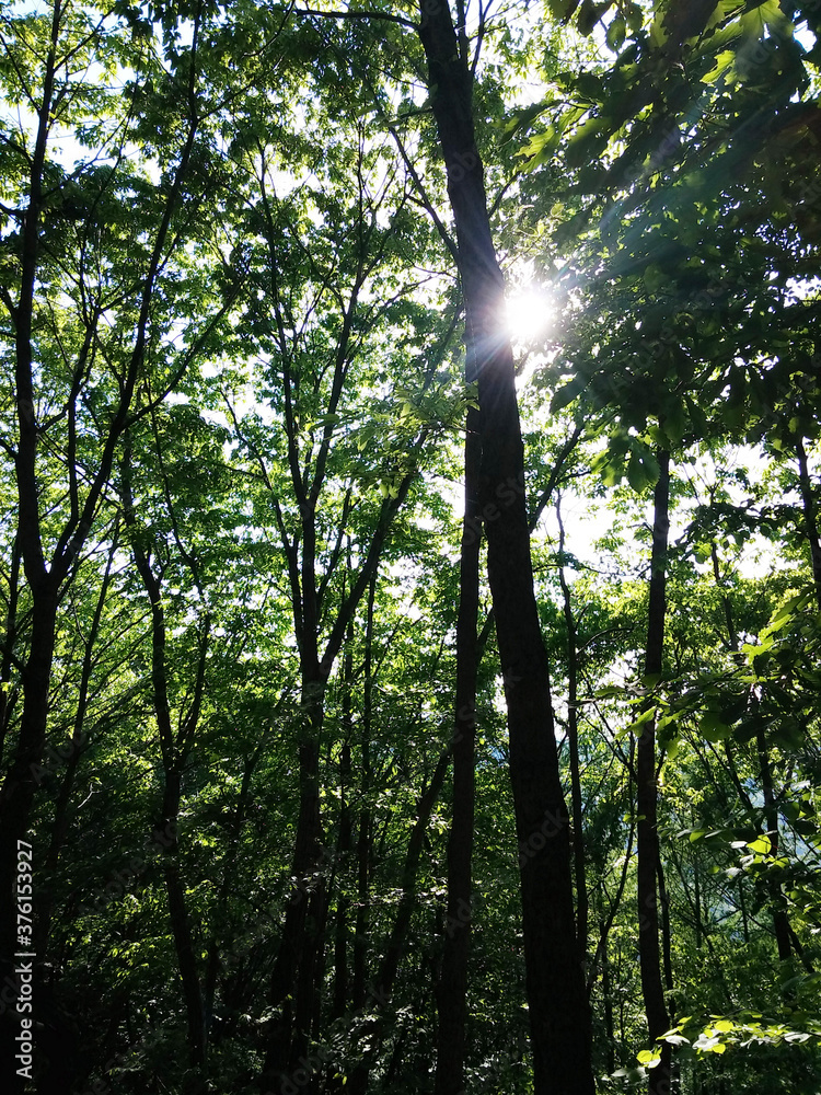 Obraz premium 푸른 여름 숲 속 풍경