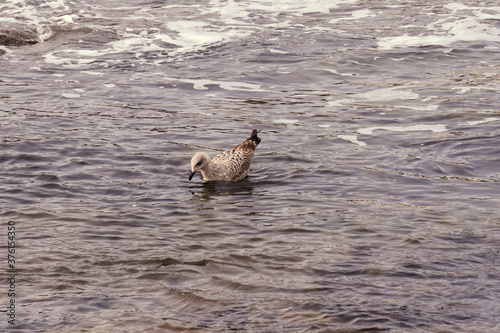 Oiseau se laissant porter par les flots .