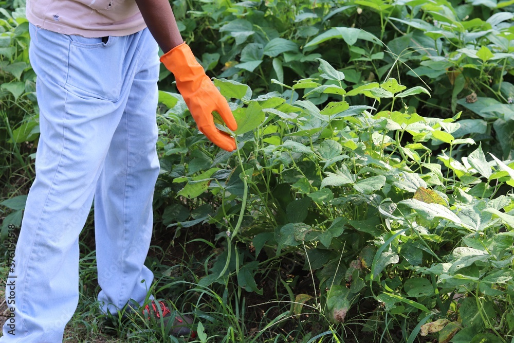 Fototapeta premium Farmer working in their green garden harvesting some peas