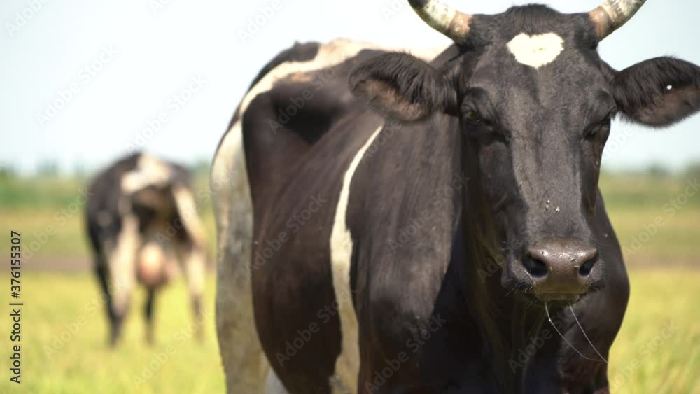 Large herd of cows grazing on farmland. Large herd of cows grazing on farmland.
