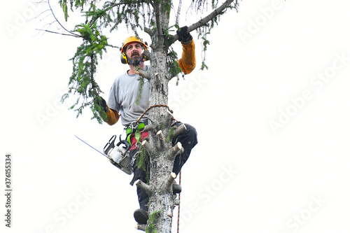 Tree trimmer with chainsaw and helmet, at top of tree