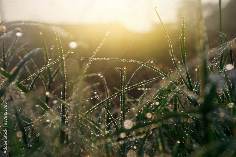morning dew on the grass